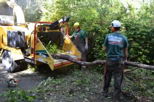 tree services North Granby